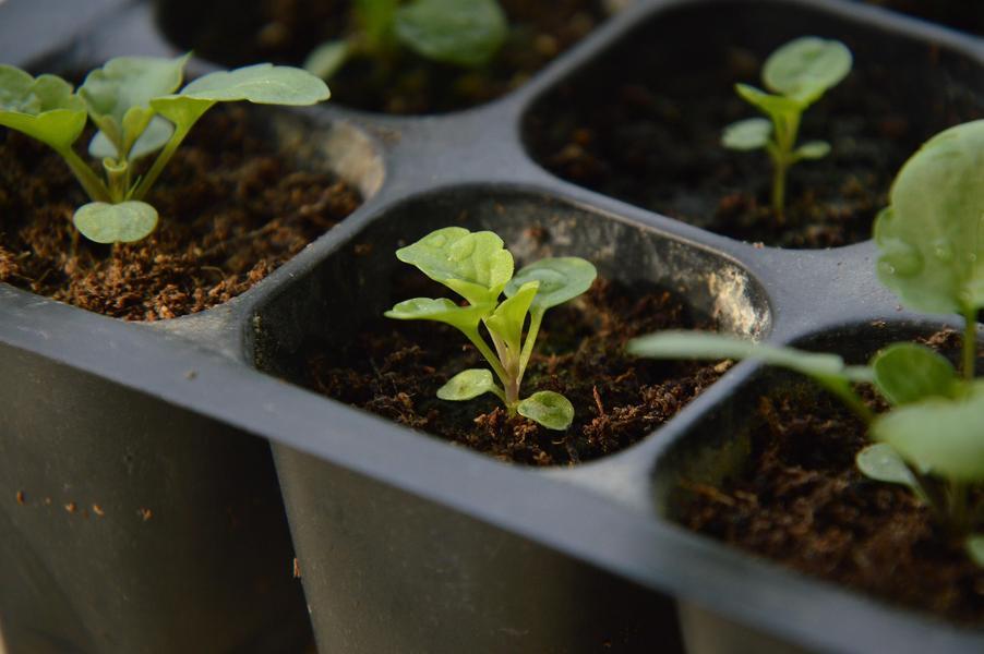 Atelier multiplication de plantes_Le Monêtier-les-Bains