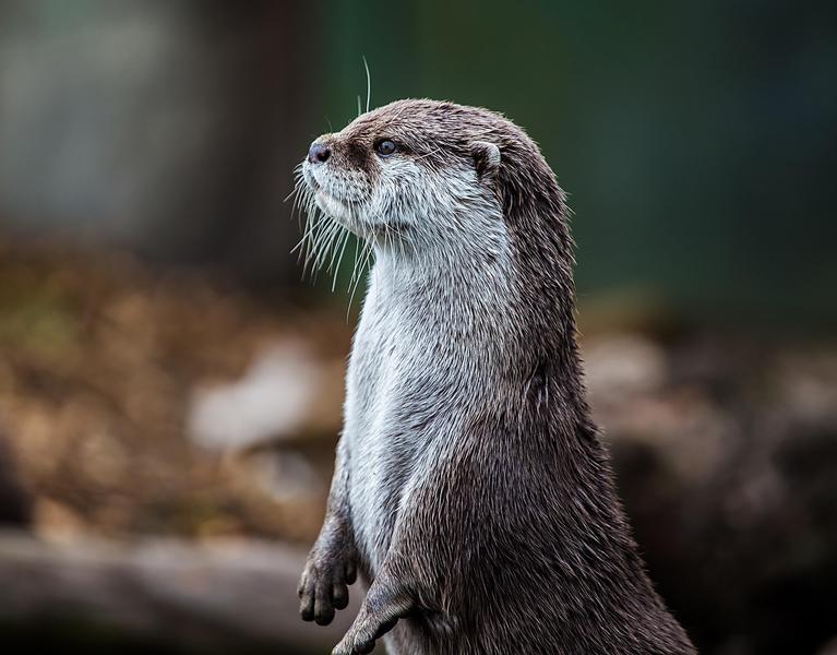 Le retour de la loutre et du castor dans les Hautes-Alpes_Le Monêtier-les-Bains