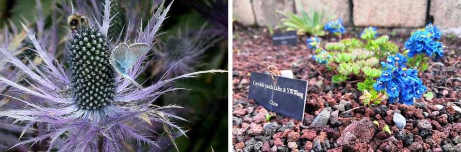 Visites guidées du jardin du Lautaret_Le Monêtier-les-Bains