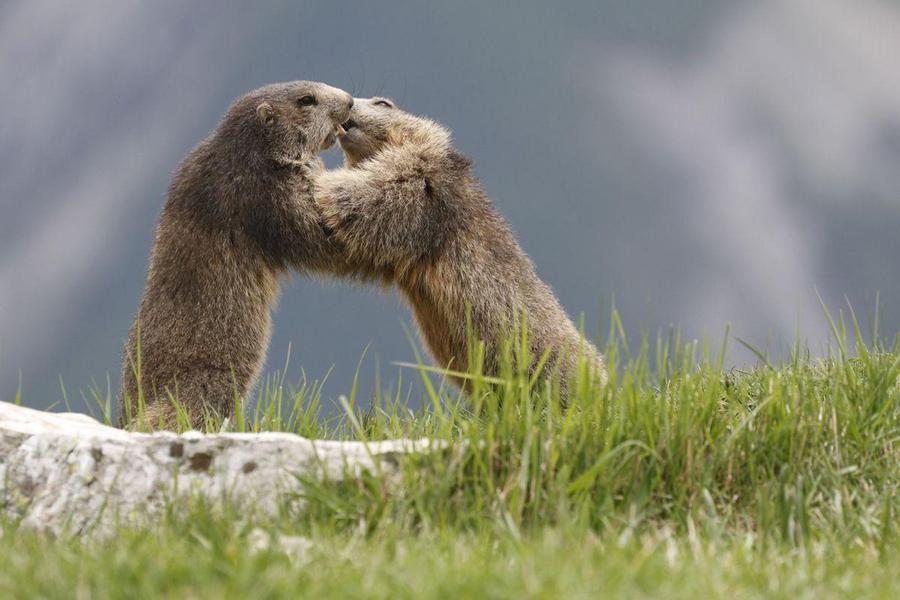 Les marmottes du grand rocher