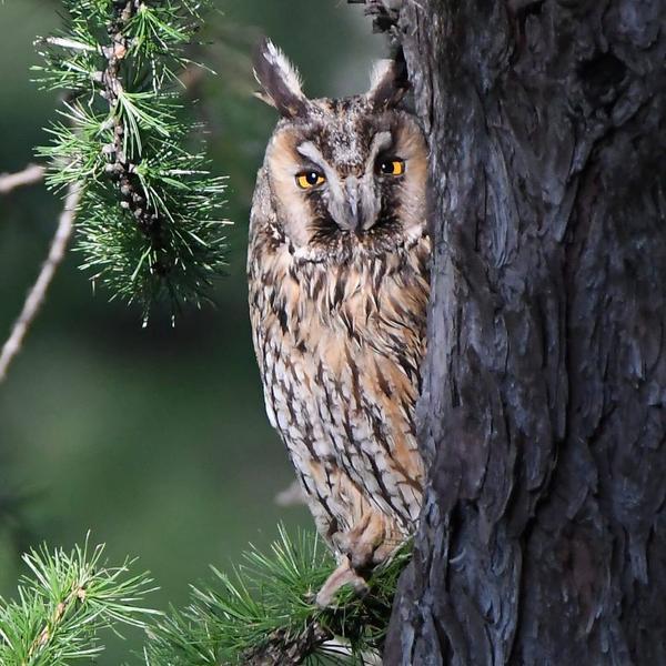 Les conférences du Musée : "Les oiseaux de la Guisane, faune méconnue de notre belle valllée"_Le Monêtier-les-Bains