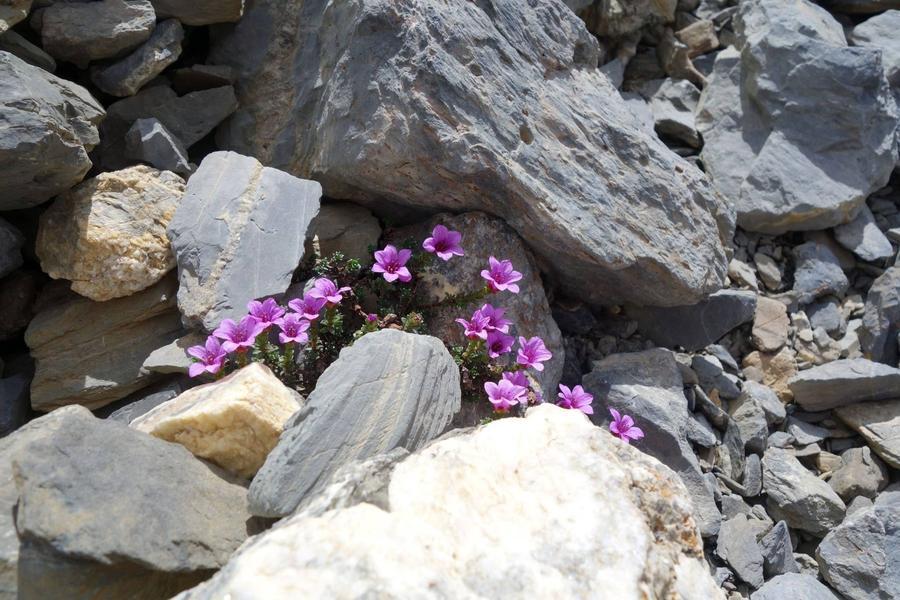 saxifrage à feuilles opposées