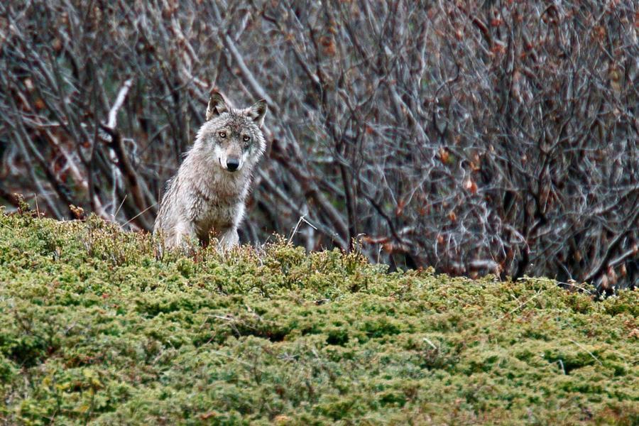 Ciné Lautaret : "Vivre avec les loups"_Le Monêtier-les-Bains
