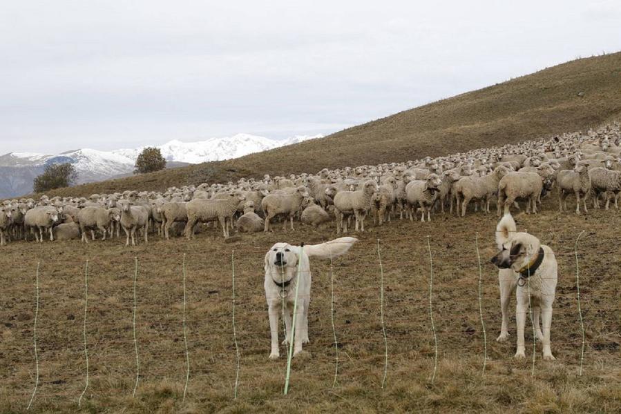 chiens de protection des troupeaux